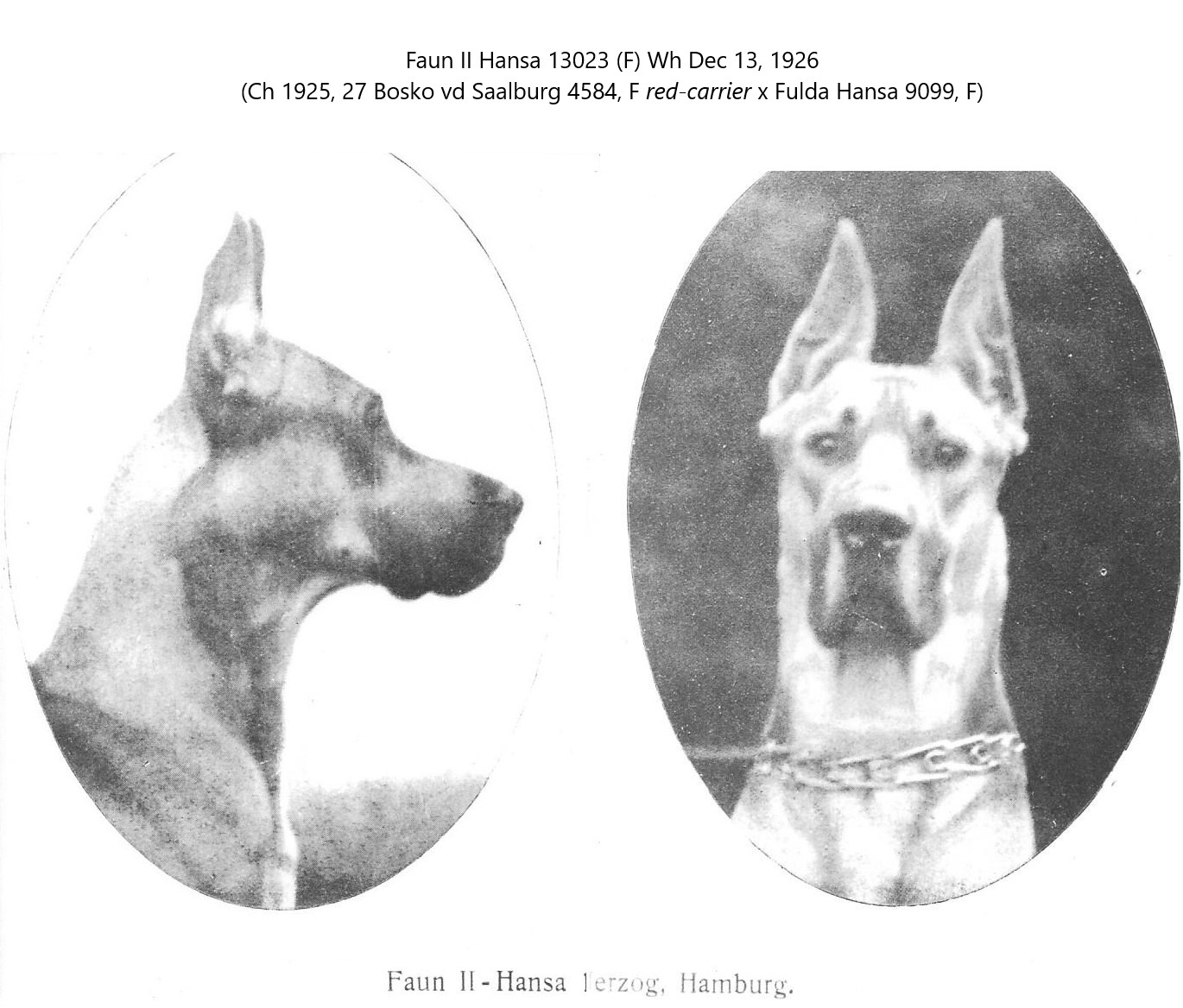 Faun II Hansa